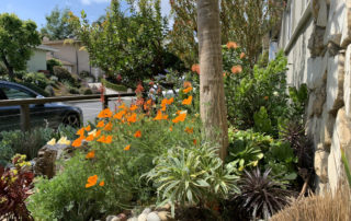 Drought-Tolerant Landscaping A Sustainable Niche for California Homes