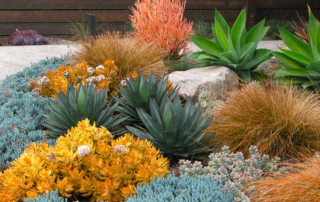 Succulent and Cactus Landscaping