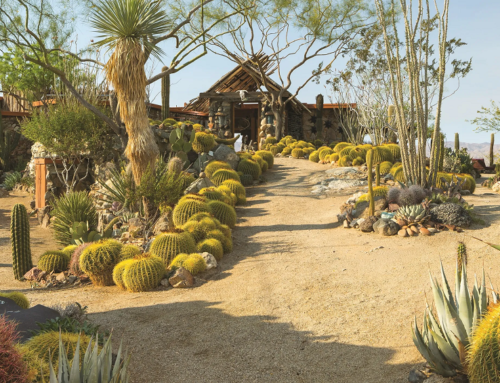 Desert Landscaping: Creating Stunning Arid Gardens in California’s Dry Regions