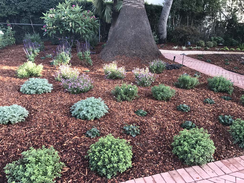 landscaping bushes