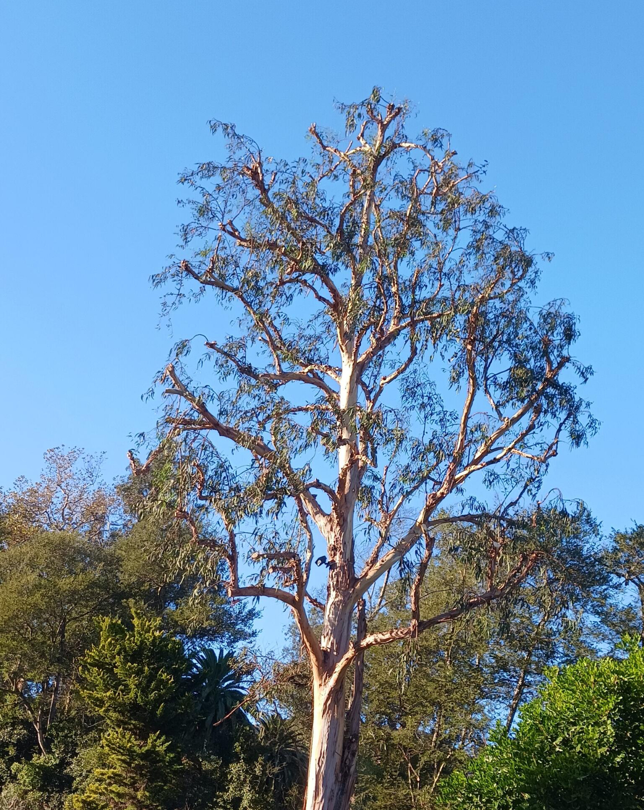 tree trimming services near me