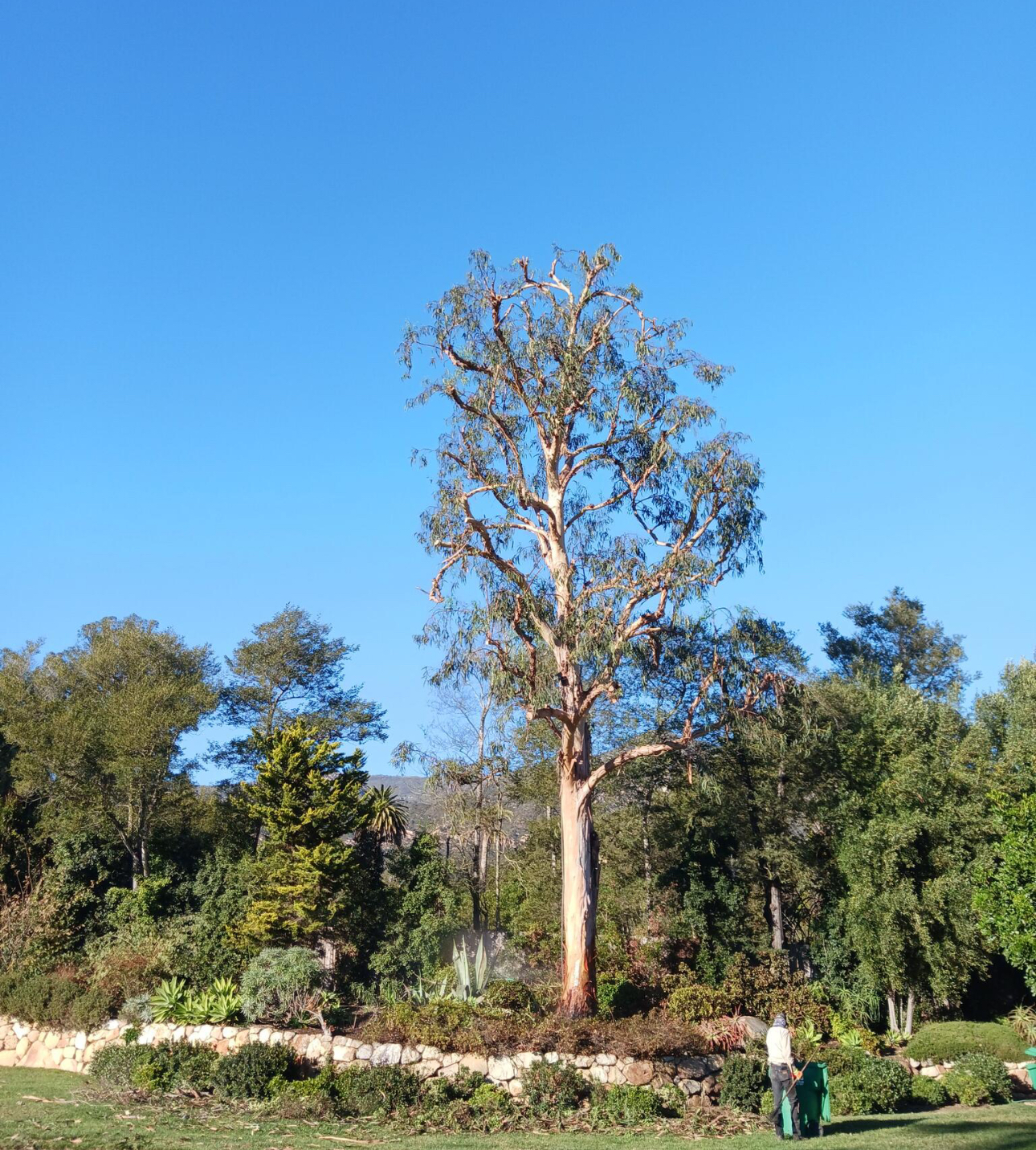 tree trimming services